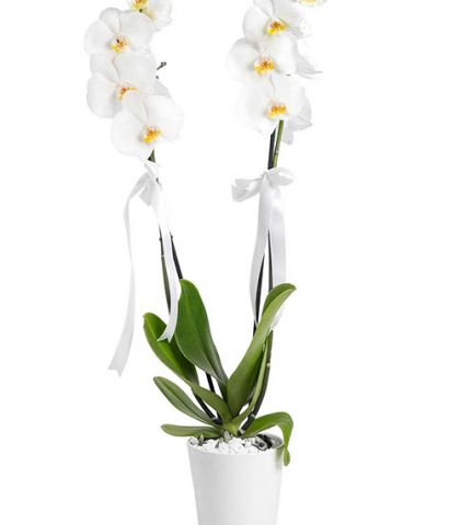 Beyaz 2 Dal Orkide