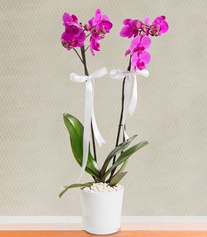 Dört Mevsim Orkide